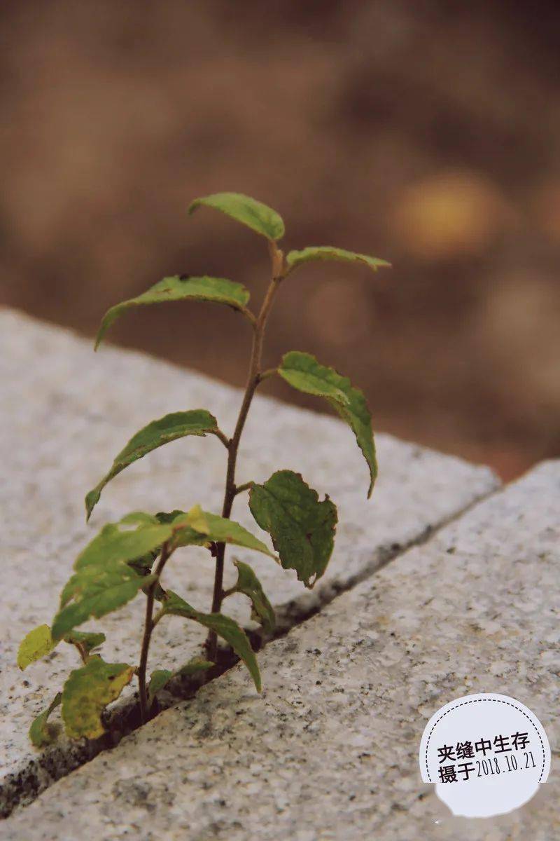 夹缝中求生存太不可思议
