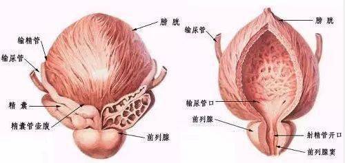 男人的膀胱男性图片