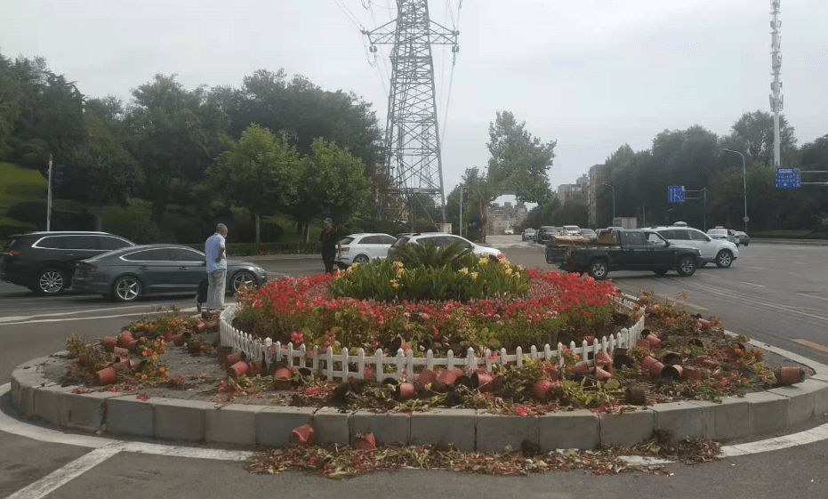 谁干的大连一花坛五六百盆景观花被破坏