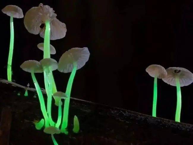 淡绿色,银白色等不同颜色的荧光,被称为发光蘑菇