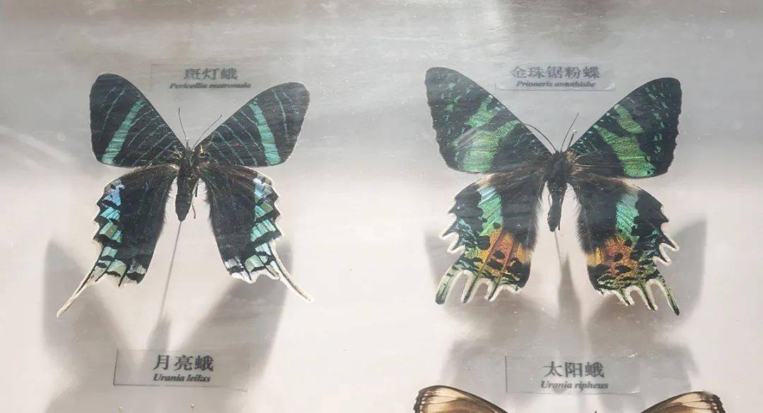 弘明带你英文看展太阳蛾