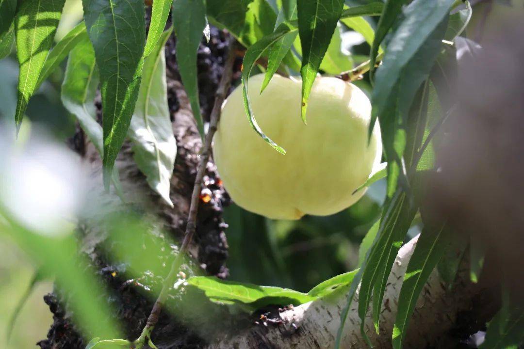 会后,现场举行了佛桃"桃王"拍卖活动,经过多轮角逐