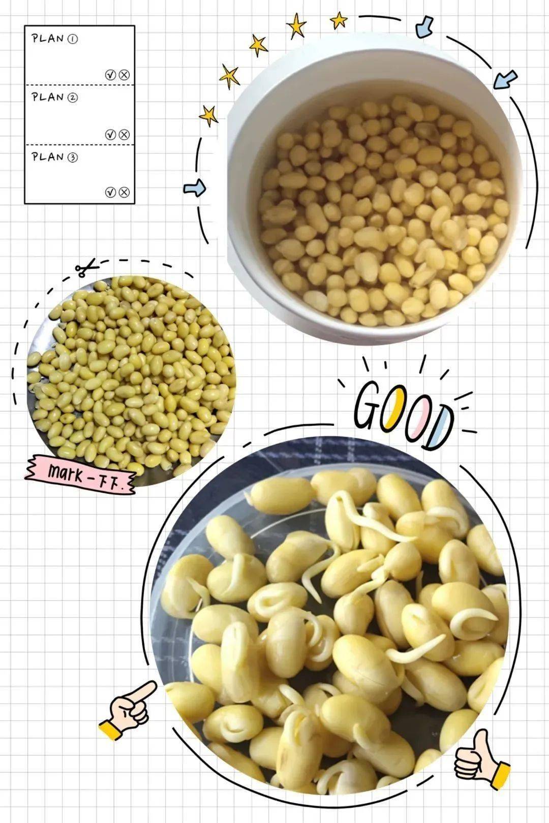 黄豆发芽全过程图片