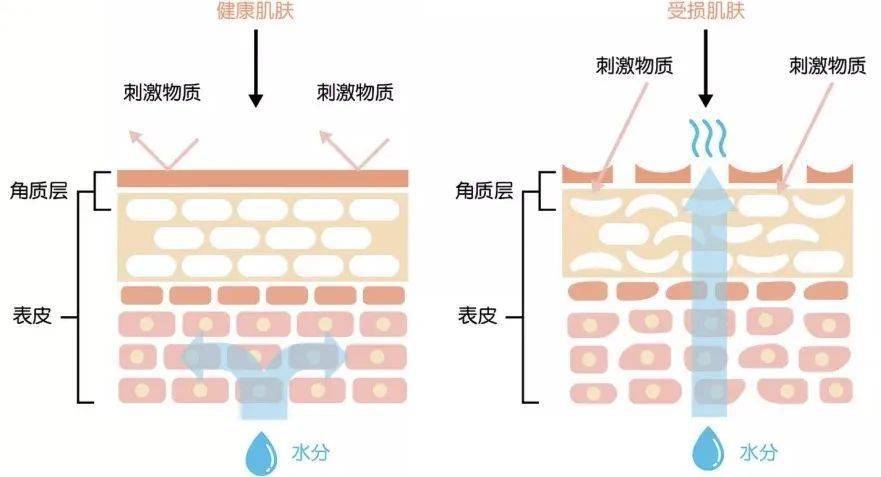 什么|肌肤油我不油天，火爆全网的“以油养肤”究竟是什么？