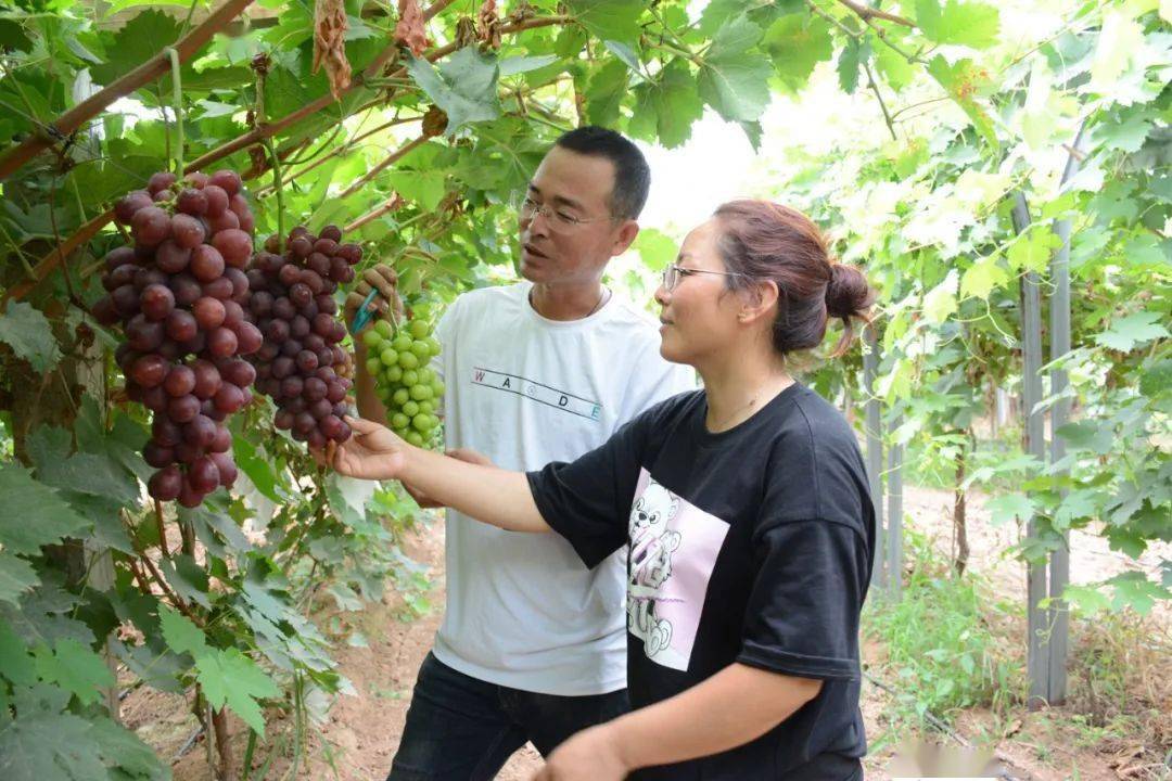 河津宏波種植合作社葡萄產業成為增收致富的金串串