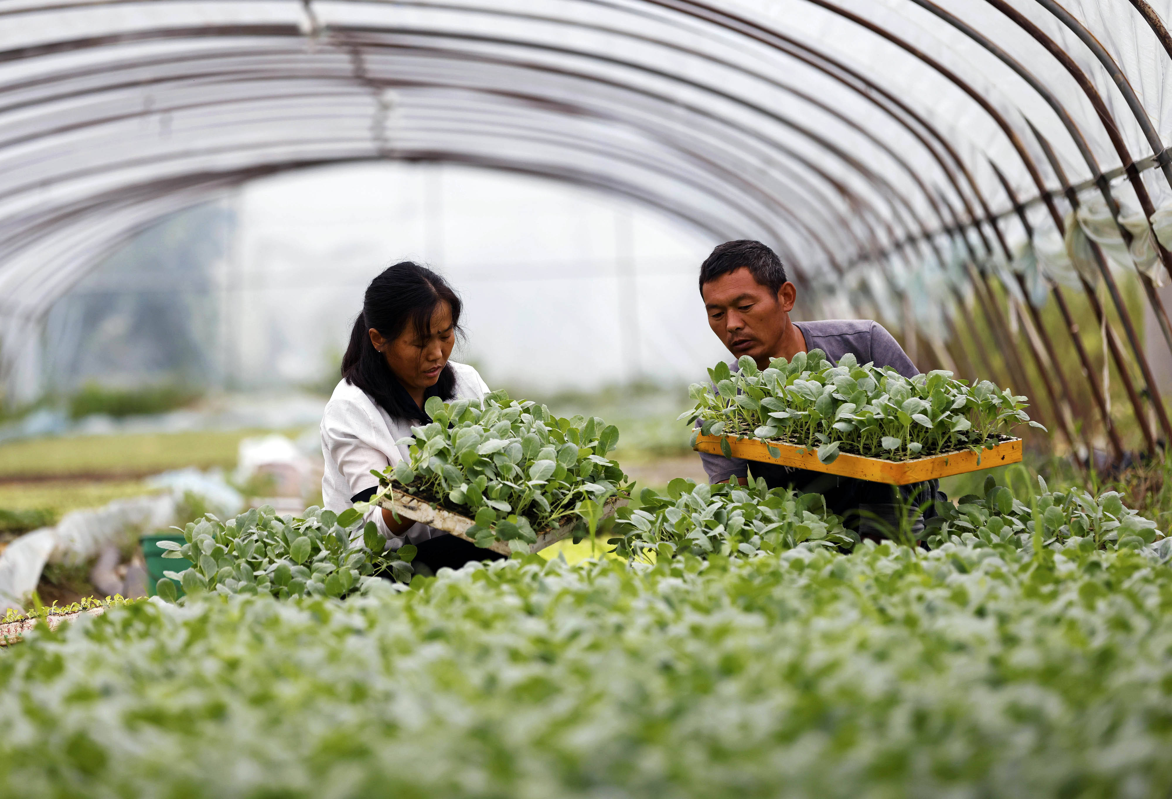 8月29日,村民在江苏省泗洪县孙园镇臧石村的水上育苗大棚里收取蔬菜