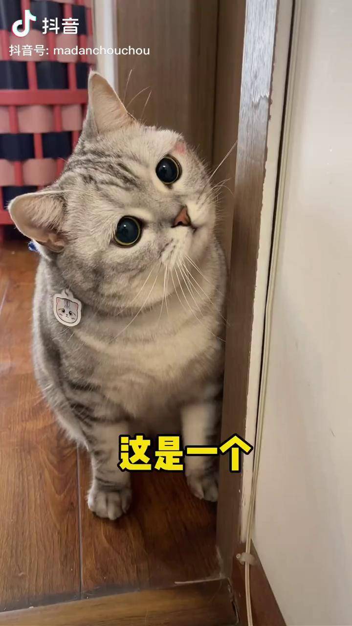 高质量便秘小公猫抖音动物图鉴猫咪的迷惑行为人类高质量女性