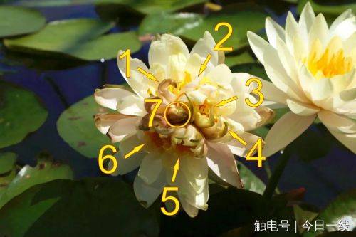 广州发现全球首例 七芯睡莲 花芯