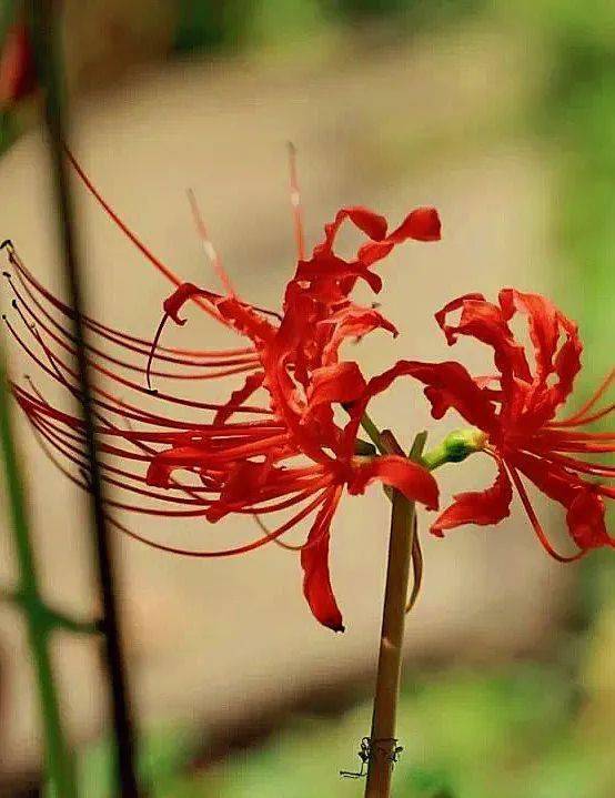 彼岸花开 今日东西岩 宜赏花 石蒜