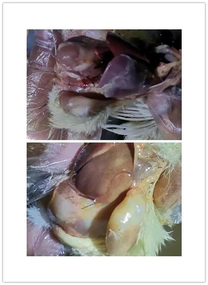 鸡沙门氏菌症状图片