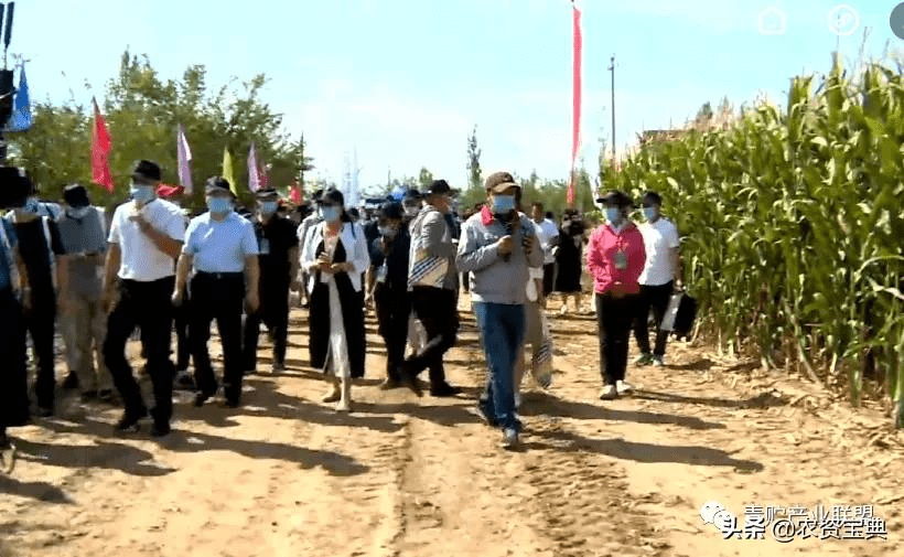 聚焦2021年中国青贮玉米产业发展大会成功召开