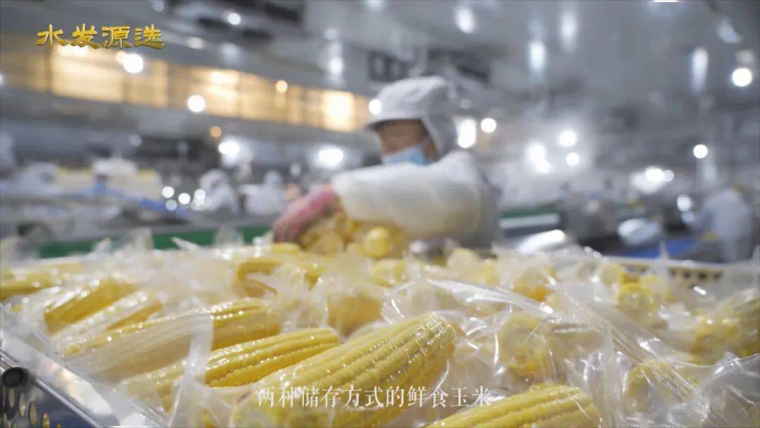 刘占文|太好吃了!不愧是获得金奖的玉米