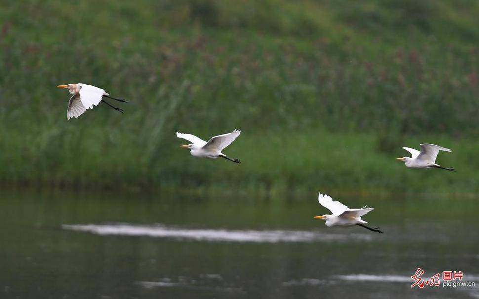 Next|Egrets seen in E China's Shandong