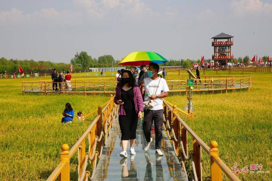 by|Travelers attracted by golden fields in in NW China's Ningxia