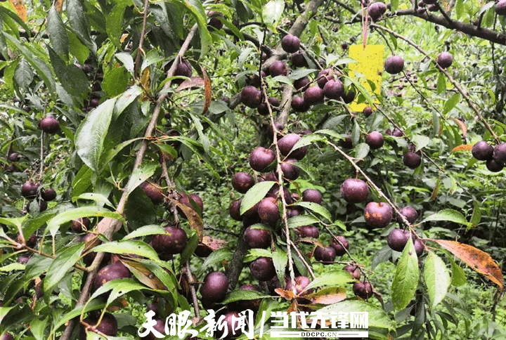念好"山字经",打好"生态牌" | 思南孙家坝镇:脆红李种植喜获丰收