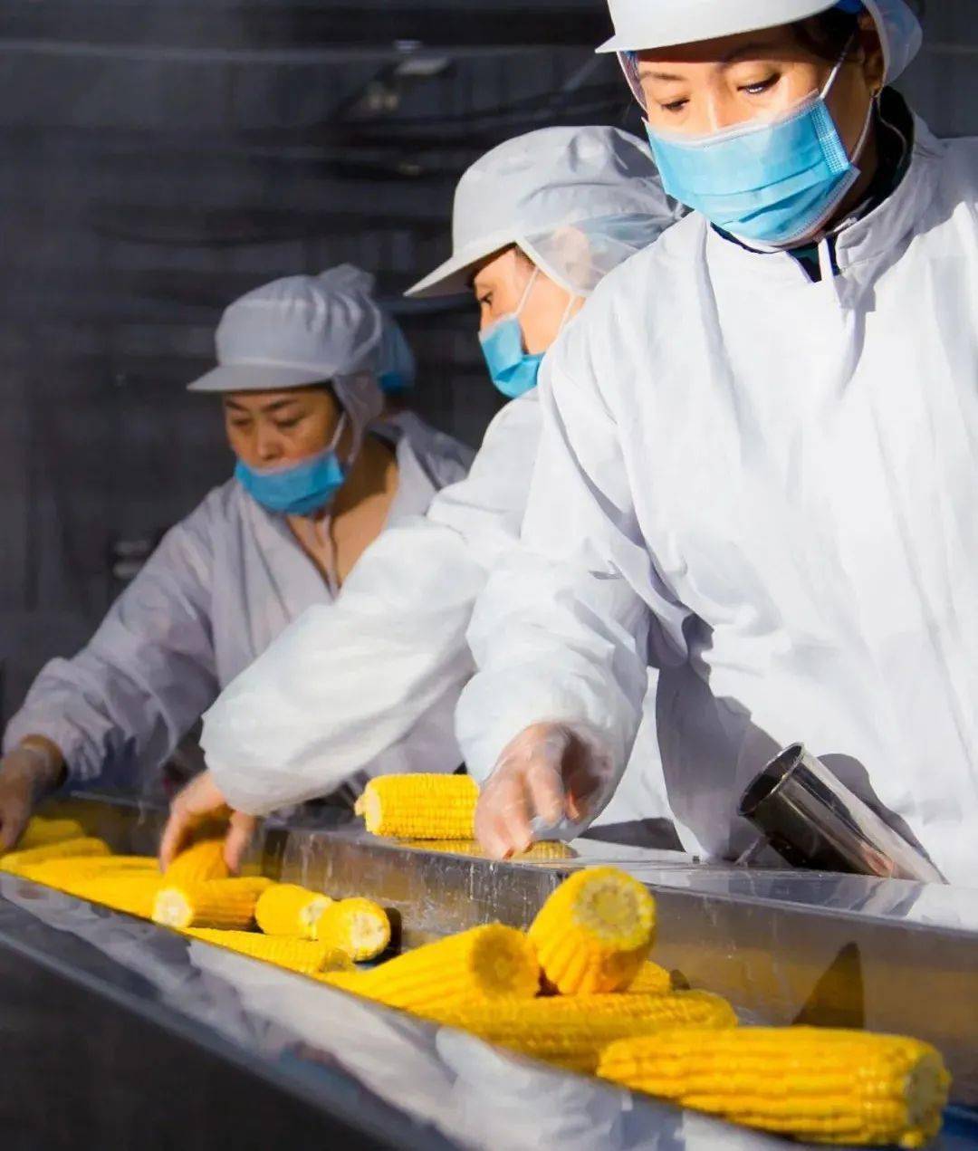 刘占文|太好吃了!不愧是获得金奖的玉米