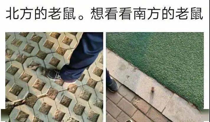 北方老鼠vs南方老鼠.普法教育刻不容缓?神经病.