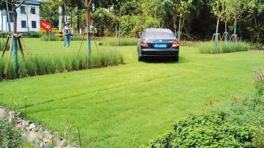 脚踩绿毯 头顶树冠|内蒙古的"快乐小草"让上海人在这个停车场感受"草