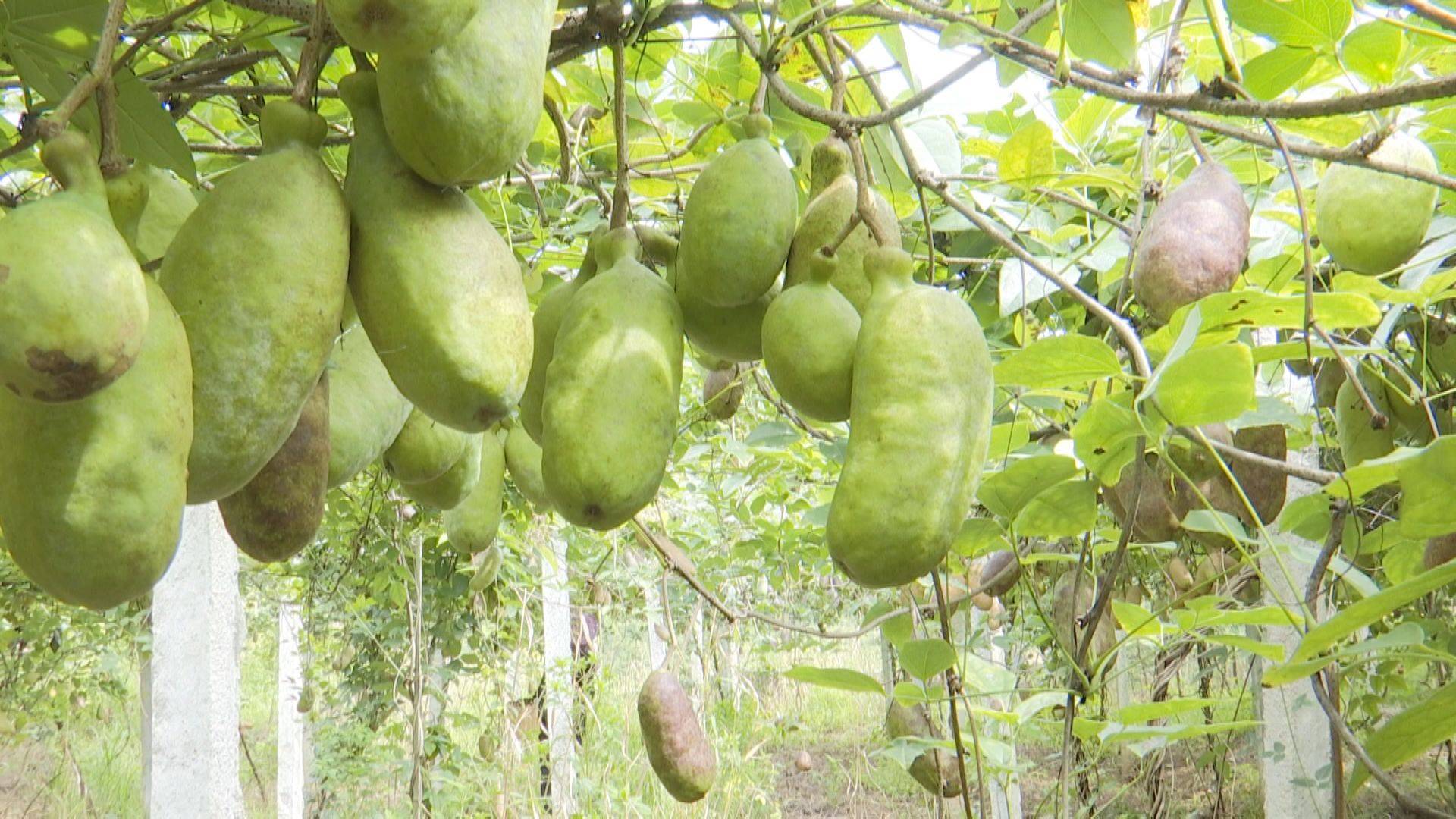 安龙:"八月瓜"飘香丰收忙_种植