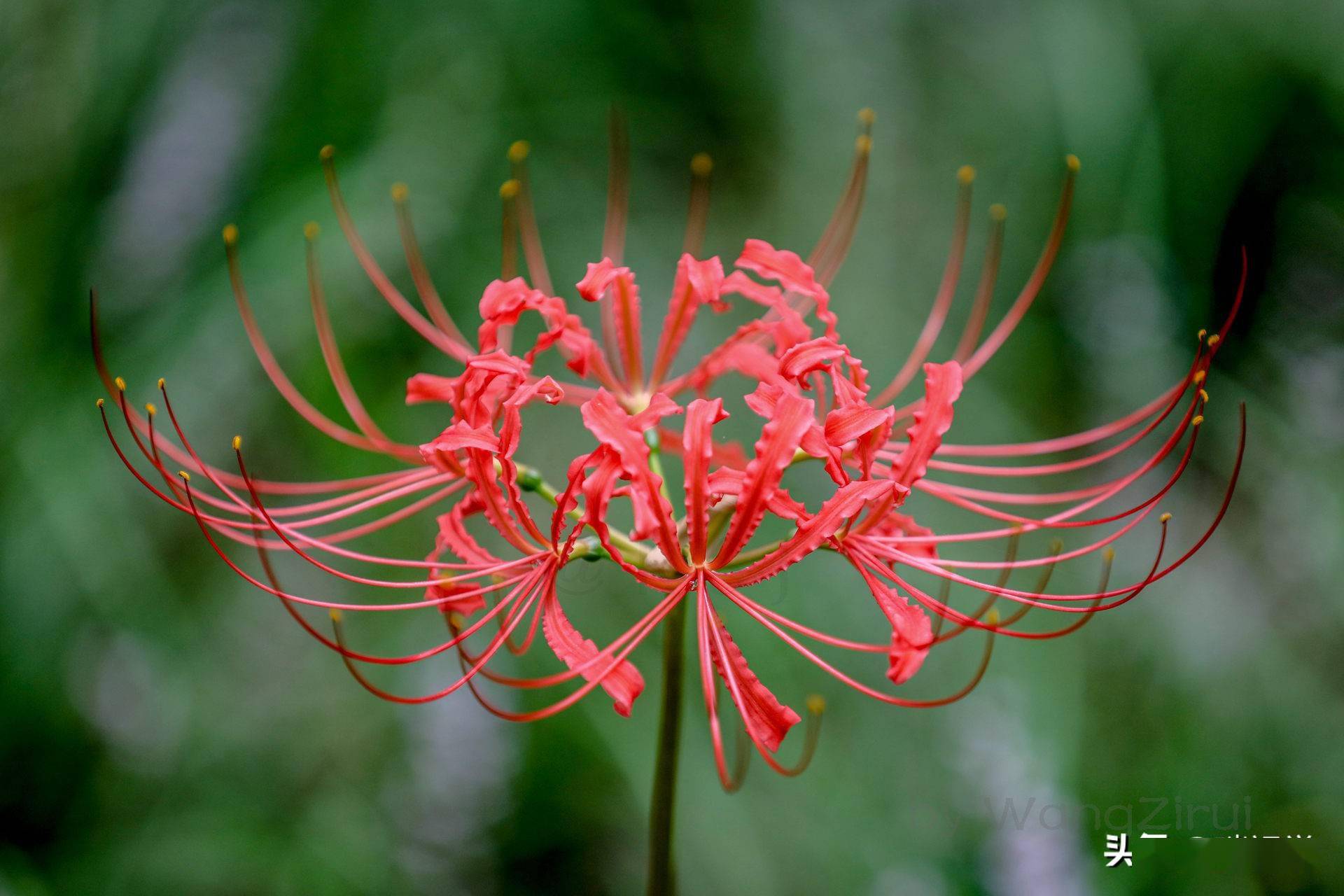 红色彼岸花的花语:无尽的永生,灭世的前兆,彼岸的召唤
