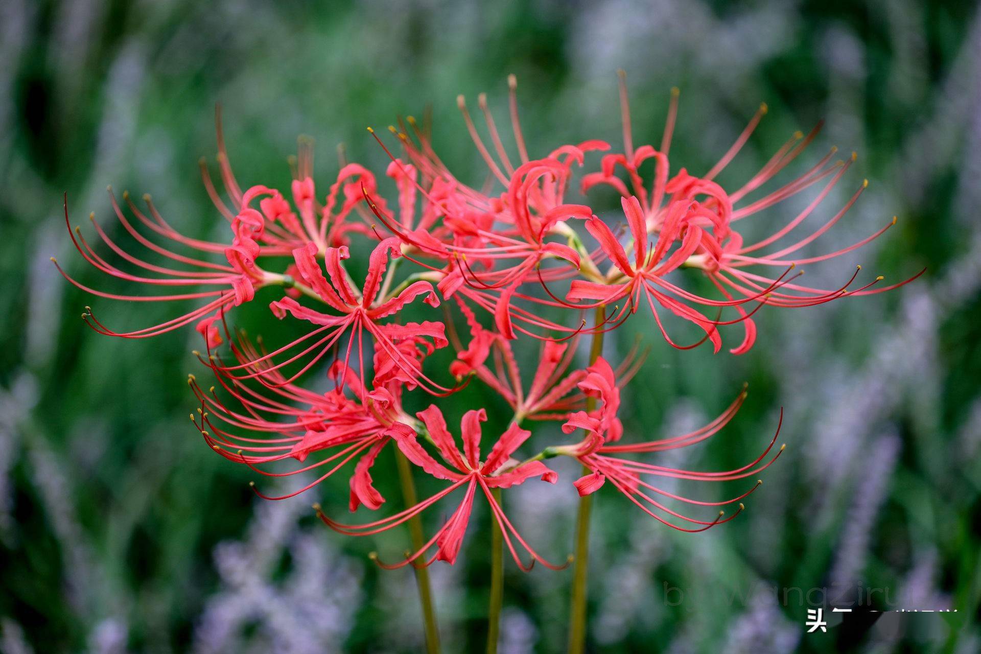 红色彼岸花的花语:无尽的永生,灭世的前兆,彼岸的召唤_视觉