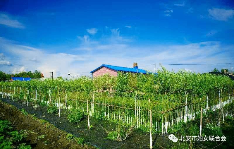 【美丽乡村建设进行时】⑦ 绿色菜园之北安市杨家乡竹柳篱苗木基地