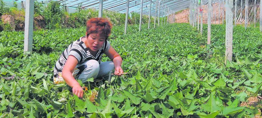 村里|【走百村 看振兴】鄄城县凤凰镇酒店张村：田园美如画 古村产业新