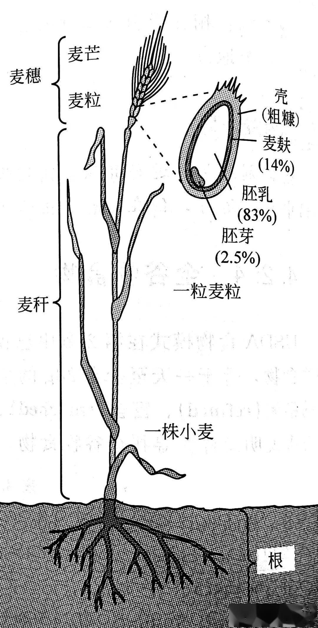 小麦种子剖面图图片