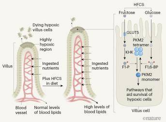 长度|奶茶催人胖：果糖使肠道绒毛增长40%，促进营养吸收