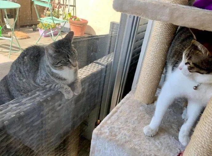 来自|来自狸花猫的单恋
