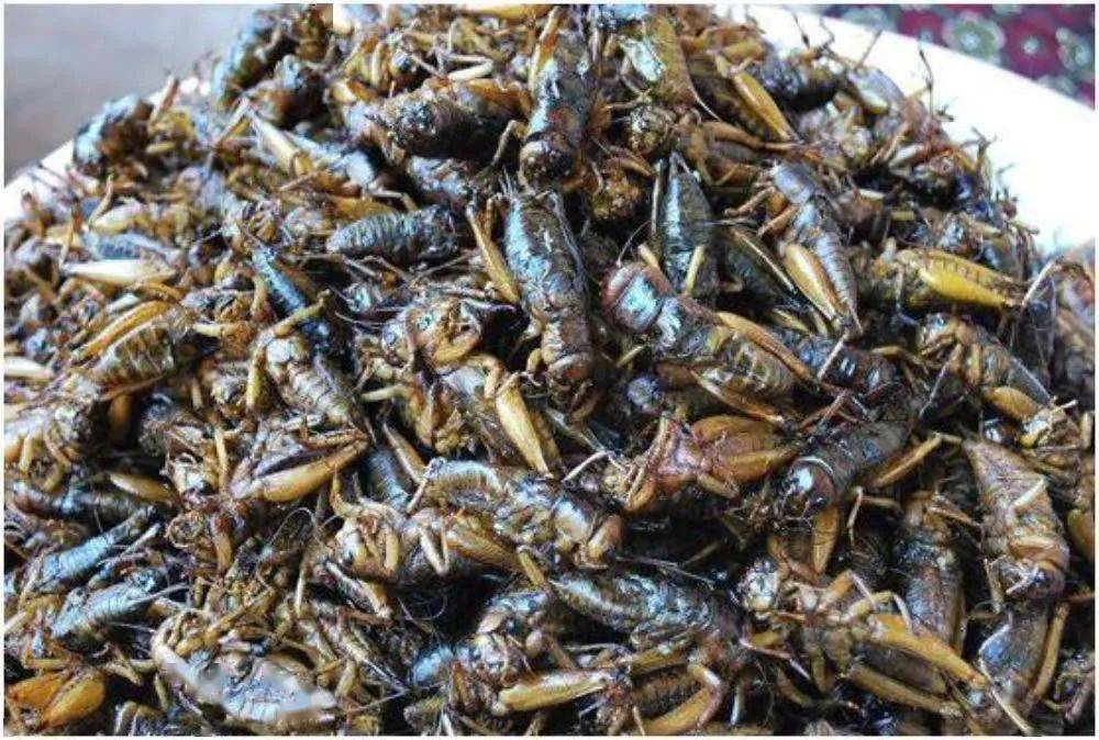 蟋蟀成最佳美食!柬埔寨农民养蟋蟀助增收_养殖