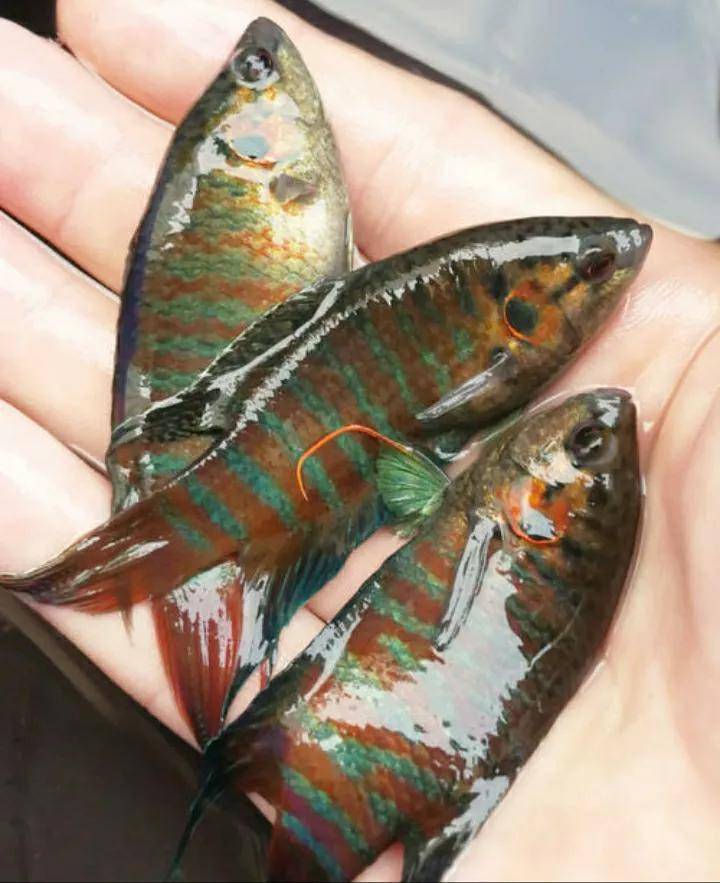 菩萨鱼越来越少原因竟然有这么多