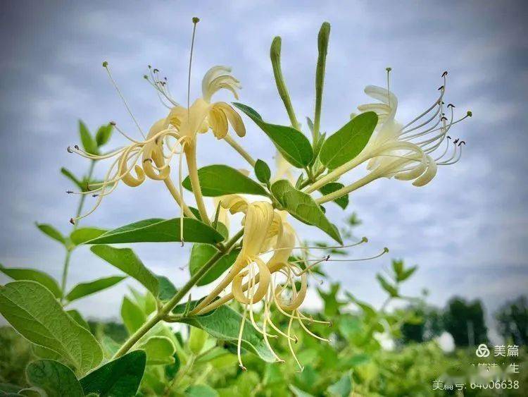 更以她的药用价值而著名,金银花只要一开花,花的花期时间长,直到身上