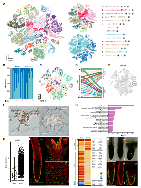 单细胞植物研究应用:拟南芥营养期茎尖组织的发育分化