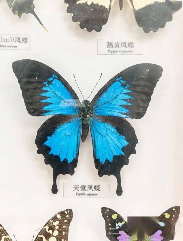 蝴蝶英语怎么用汉语读 8b496e12ffd849a6aca73b55a8cb5c8b.jpeg