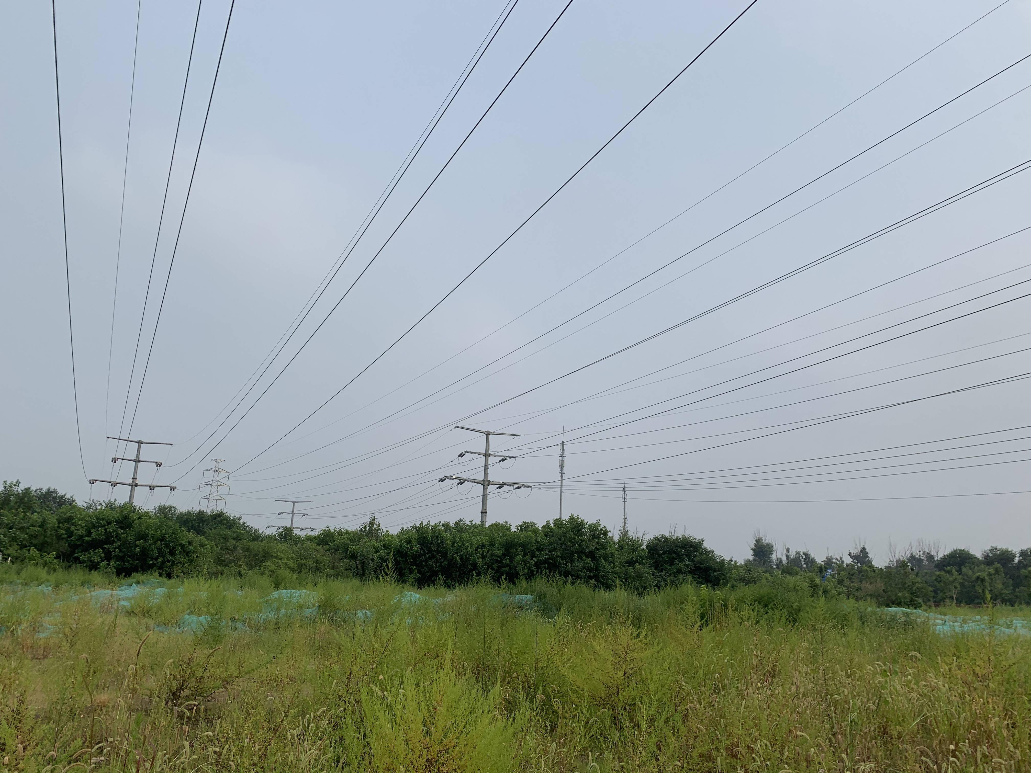 谁种的?110千伏高压线下800多棵桑树疯长