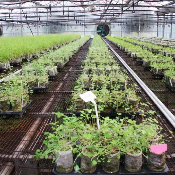 【林讯】杨树林局乡土草种培育工作走在了省直林局前列_繁育