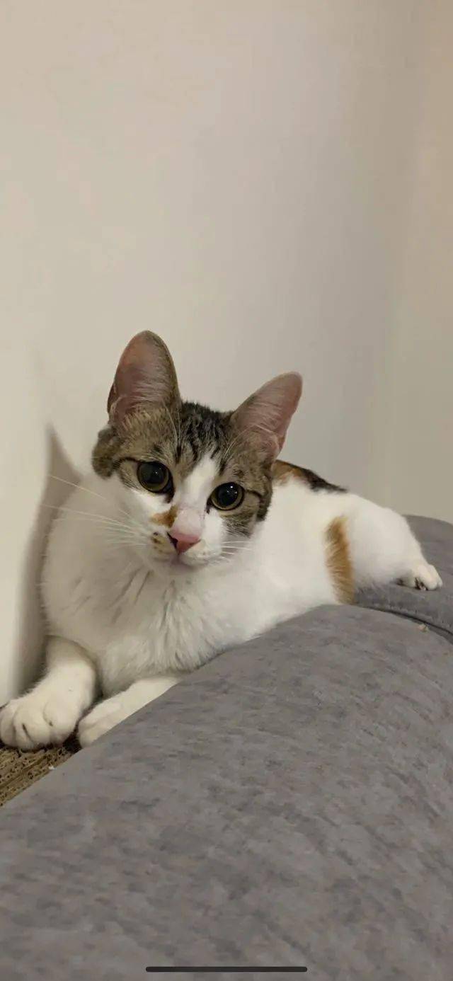 【猫咪领养】三岁田园三花猫咪寻领养