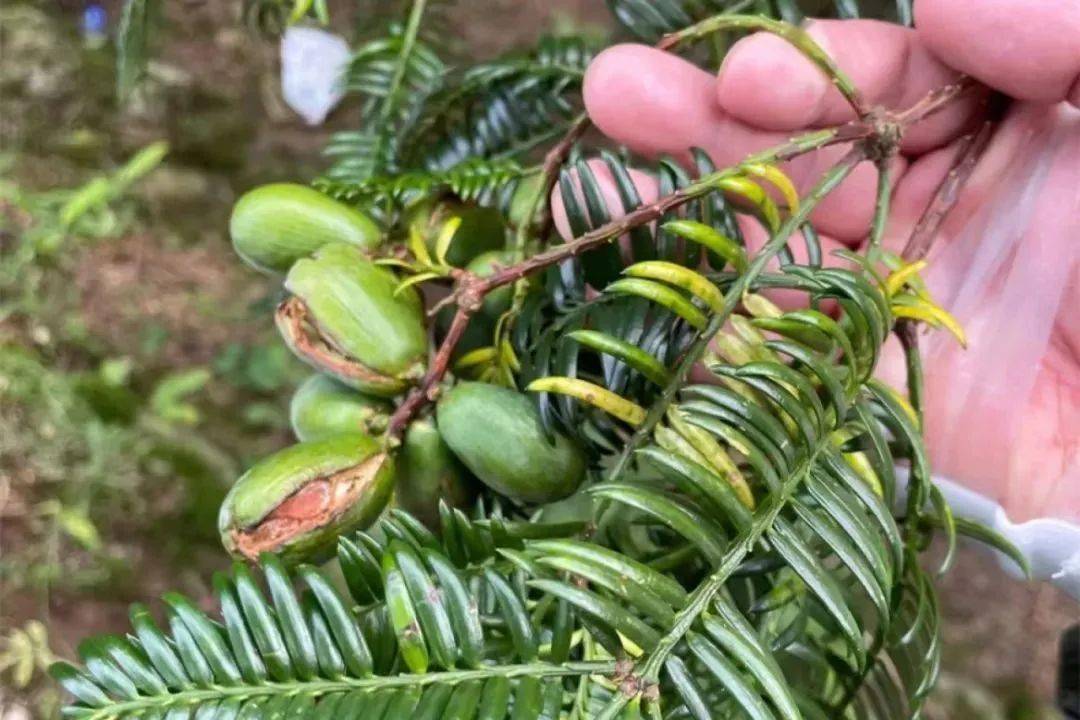 产量比去年下降价格上也会好上很多据了解今年香榧青果收购价为每斤1