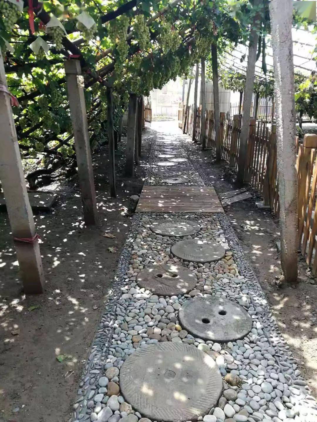 宣化这座葡萄小镇由890个"莲花架"组成