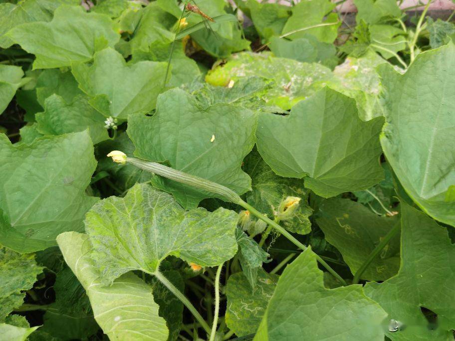 佛手瓜怎么种植才能长得好 ca7da8f5c4014f15aa6fe953550e3909.jpeg