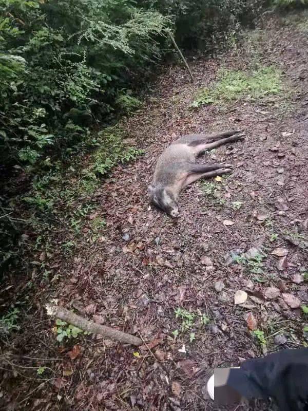 电捕野猪,诱捕画眉! 甘洛警方重拳打击非法狩猎