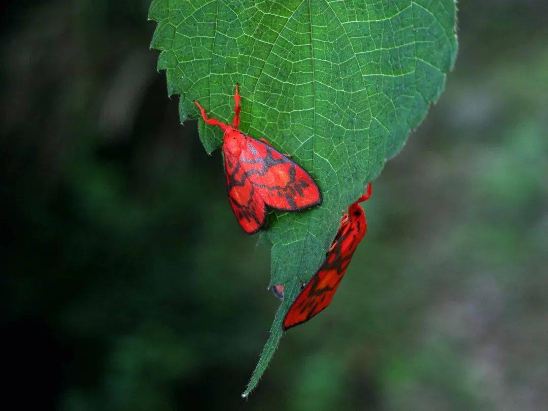 67蛾子的世界,和蝴蝶一样精彩纷呈_幼虫