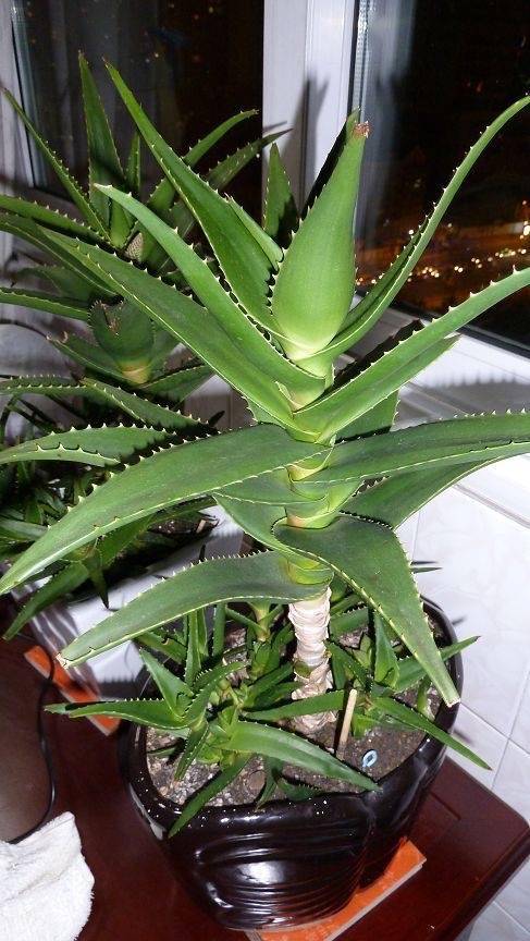 家养芦荟盆栽要注意2个细节叶片饱满肥厚小崽长出很多