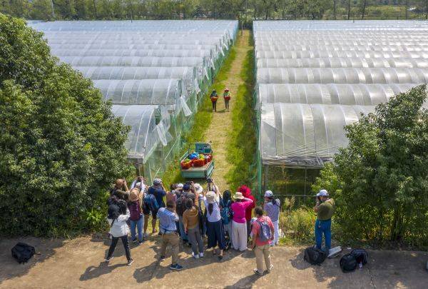 许多市民来到这里采摘葡萄,赏秋景…享受生态农业和休闲农业的成果