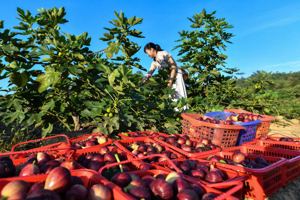 湖南常宁返乡种植无花果结出增收致富果