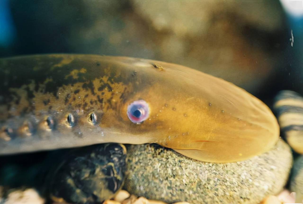 七鳃鳗被人称作吸血鬼魔鬼鱼它也是最像鱼类的动物
