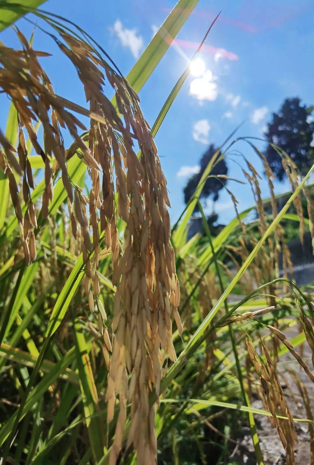 一片片金黄的稻谷在仁怀市九仓镇稻谷飘香秋日的田间丰收不再"三弯腰"