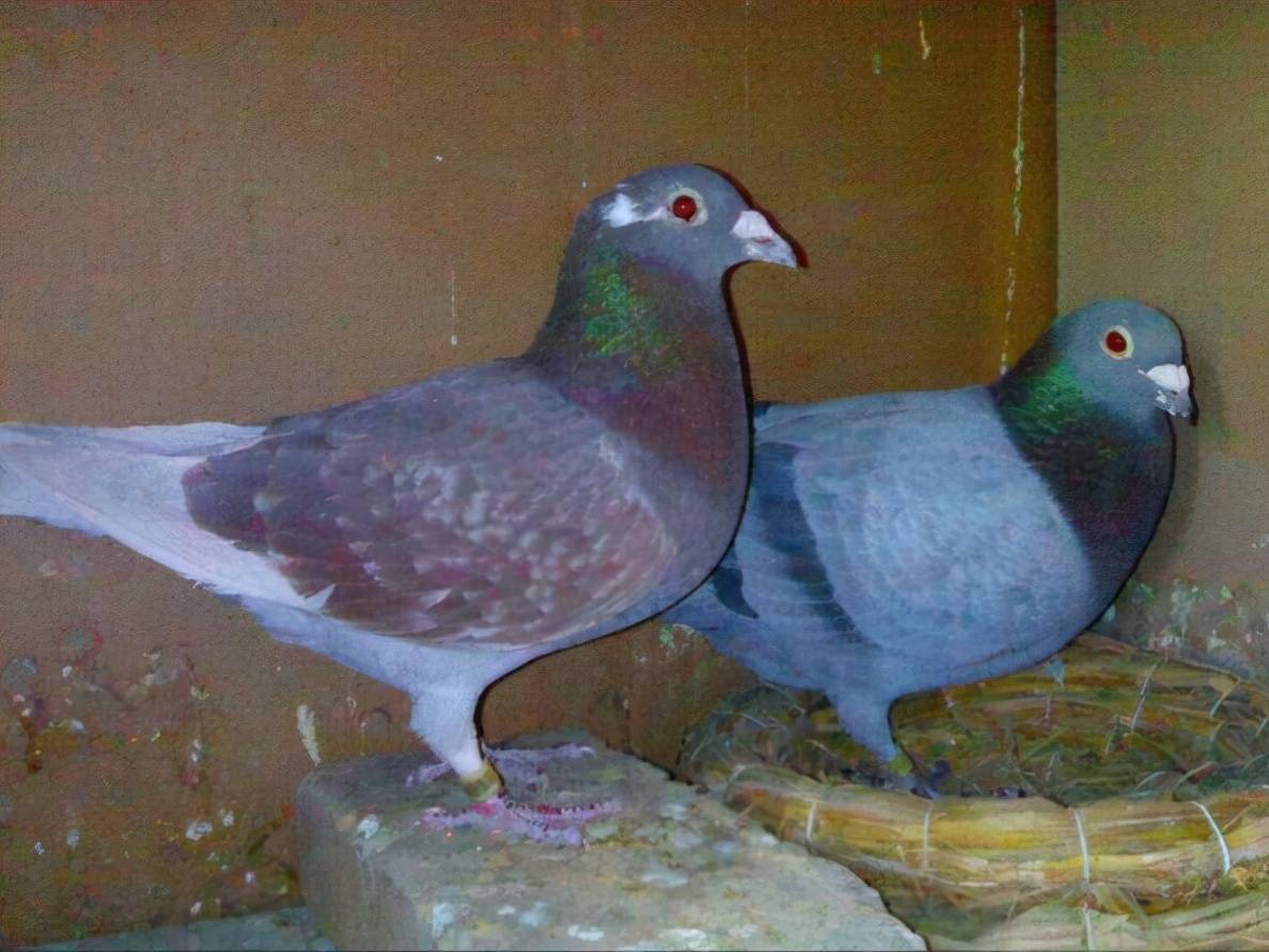 合理使用红鸽作育鸽子