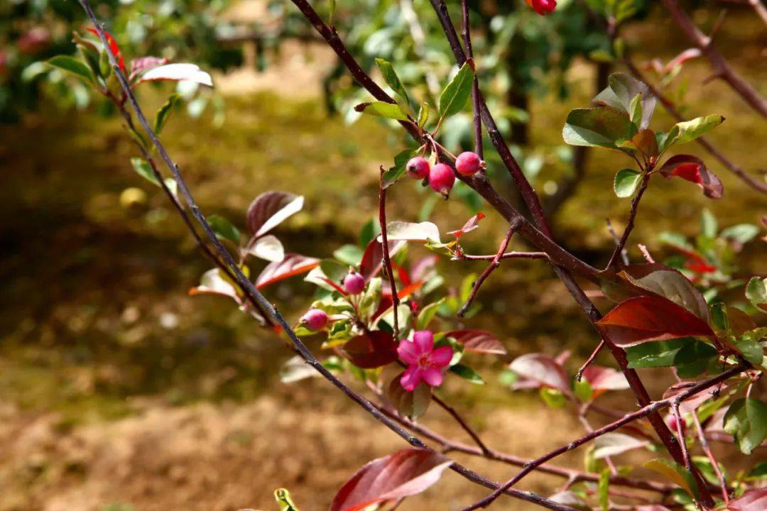 奇闻西吉一村民家的果树一边开花一边结果